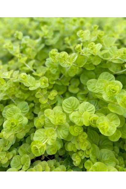 Lysimachia nummularia